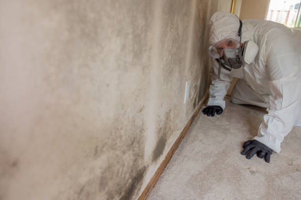 Mold Odor Removal Services in Victoria, TX